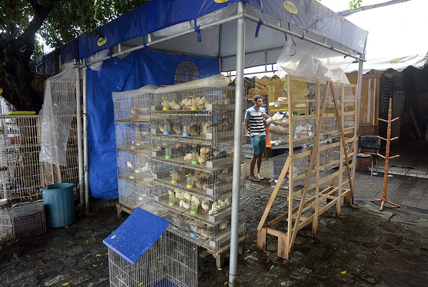 Justiça proíbe venda de animais vivos no Mercado Thales Ferraz