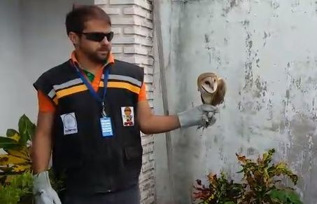 Equipe técnica da Adema resgata outra coruja no interior do estado