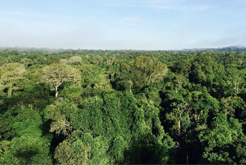 Cientistas alertam para baixa absorção de carbono pela floresta amazônica
