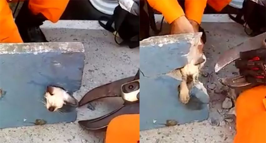 Bombeiros resgatam gato com a cabeça presa em buraco