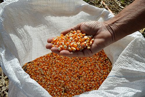 Conab doa sementes de milho e feijão para agricultura familiar