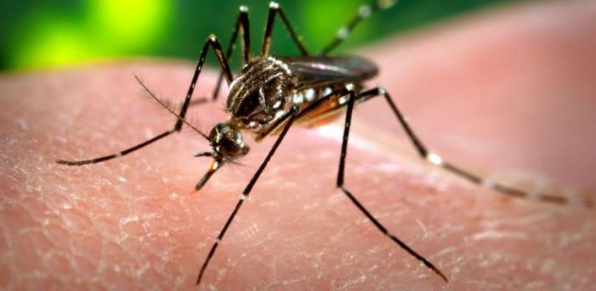 SES aponta 42 casos de infestação por Aedes aegypti em 2019