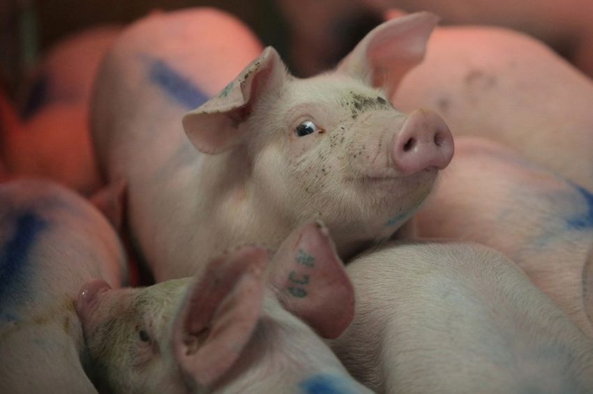 Peste suína africana pode ajudar Brasil na venda de carne de porco para China