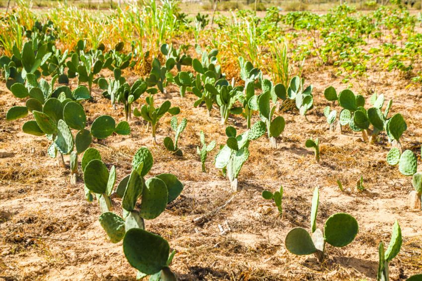 Governo investe 1 milhão de reais em agronegócio