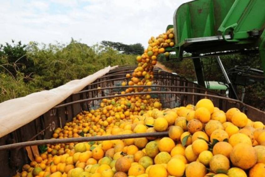 Intenso calor pode afetar safra de laranja em Sergipe