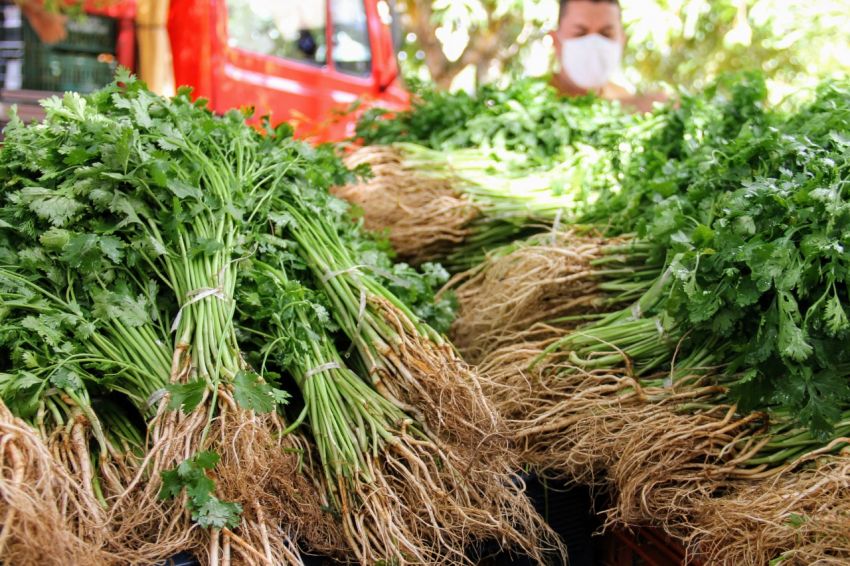 Irrigação pública estadual gera renda no campo e segurança alimentar