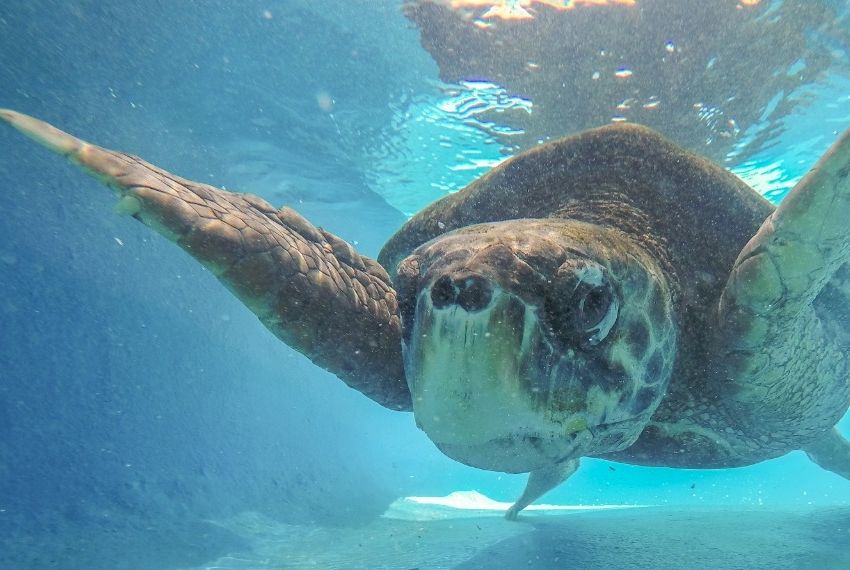 Junho: O Mês Internacional dos Oceanos e das Tartarugas Marinhas