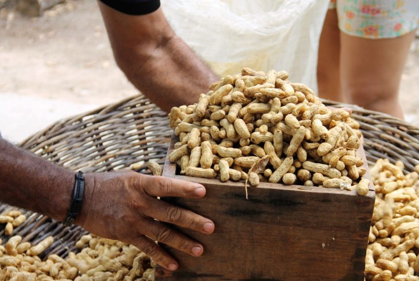 Cresce a produção do amendoim em perímetros irrigados em Sergipe