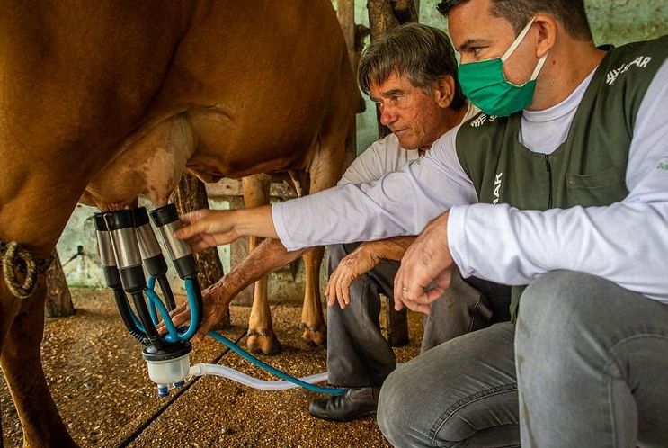 Produção de leite bate recorde e camarão se manteve entre os quatro maiores produtores do crustáceo no país