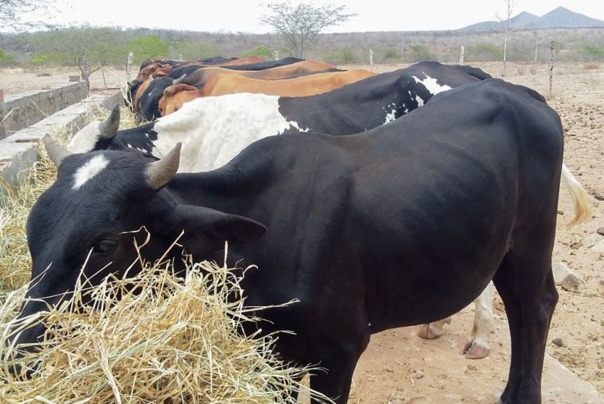 Emdagro realiza diagnóstico de Tuberculose em bovinos em todo o estado