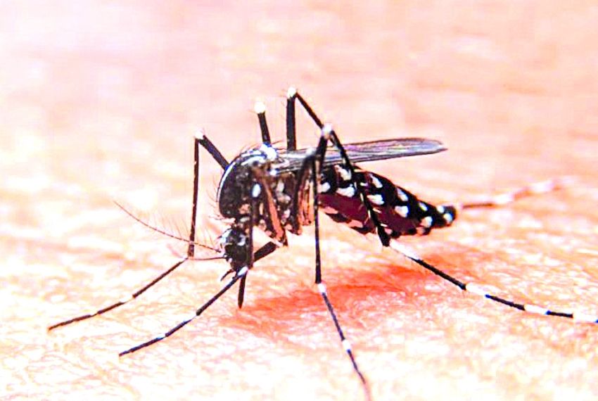 Sergipe registra mais de quatro mil casos de dengue em 2022
