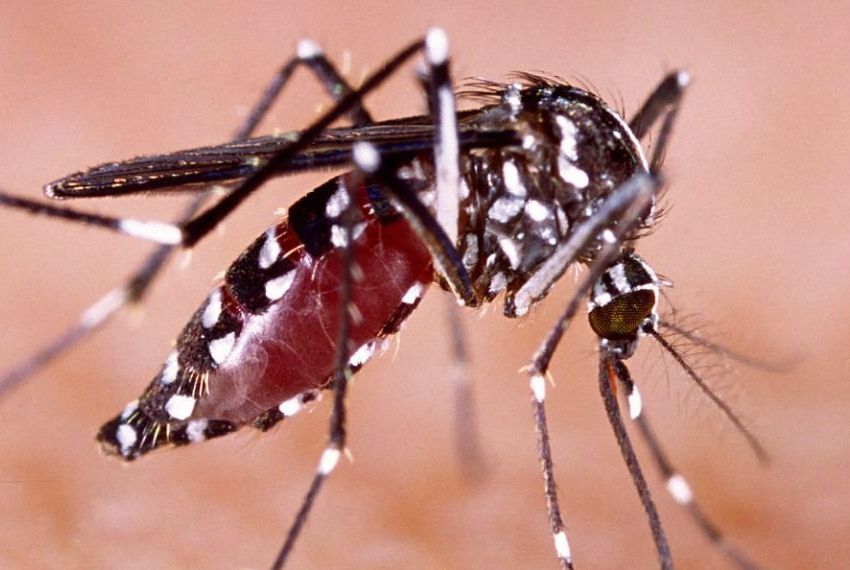 Nenhum bairro de Aracaju tem alto risco para o Aedes aegypti