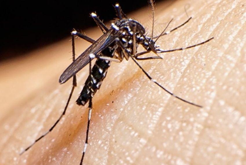 Sergipe registra mais de 8 mil casos de Dengue e Chikungunya