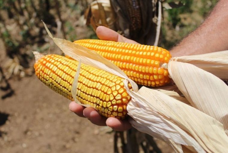 Em janeiro, IBGE prevê redução da safra do milho para 2023 em Sergipe