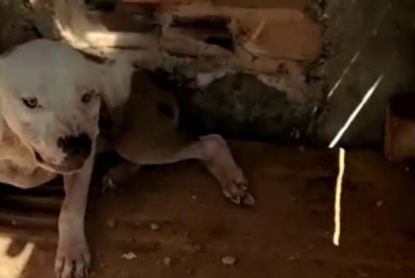 Polícia Civil resgata cachorro vítima de maus-tratos em Estância