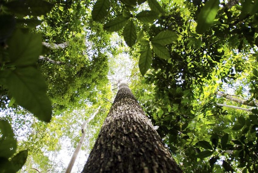 Desmatamento da Amazônia cai 61% em janeiro