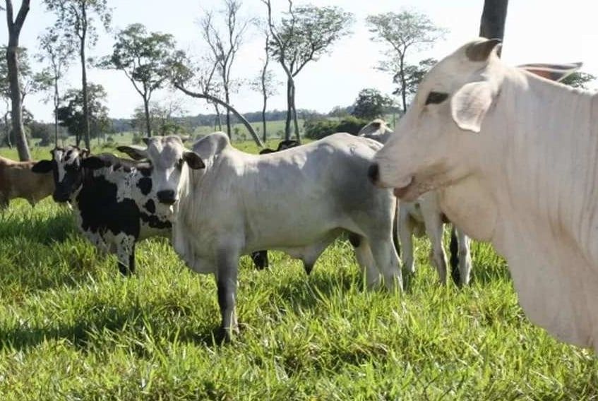 Emdagro tranquiliza a população de que não existe risco do ‘mal da vaca louca’ em Sergipe