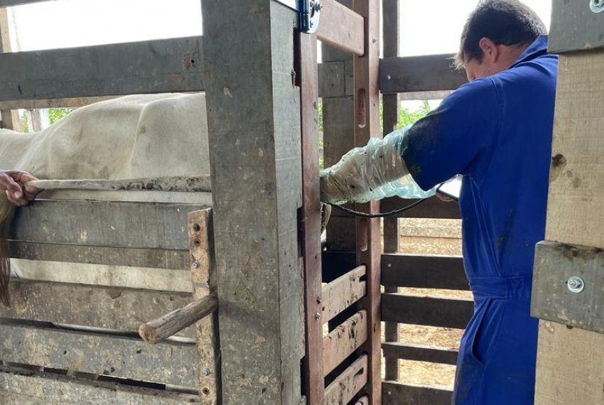 Programa de inseminação artificial atinge 67% de taxa de prenhez em Boquim