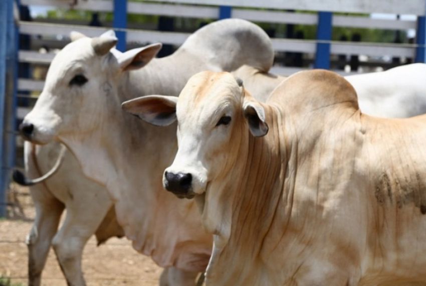 Campanha de vacinação contra a febre aftosa em Sergipe supera expectativas