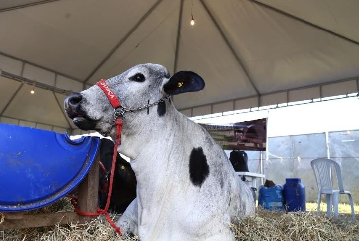 Evento movimentará setor da pecuária leiteira em Sergipe