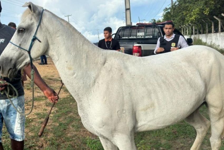 Polícia Civil recupera em Nossa Senhora das Dores cavalo furtado em Siriri