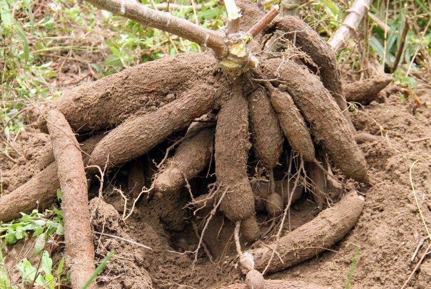 Produção de macaxeira cresce 11% em Sergipe