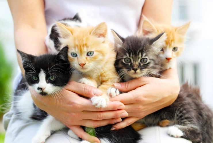 Segunda edição do Cat Day acontece neste sábado