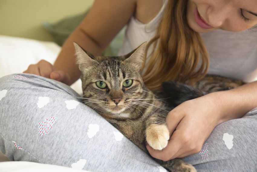 Secretaria de Estado da Saúde promove campanha de adoção de pets