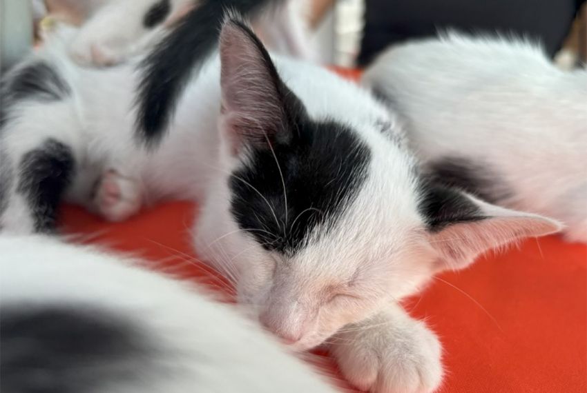 Campanha de adoção animal acontece neste fim de semana