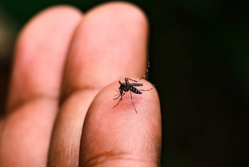 Brasil ultrapassa 1 milhão de casos prováveis de dengue em 2025