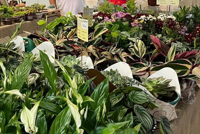 Mês das mães e noivas chegou florido, no Home Center Ferreira Costa