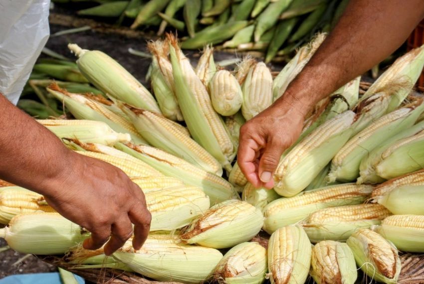 Feira Junina da Ceasa Aracaju começa nesta terça-feira, 3
