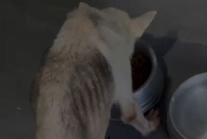 Tutor é indiciado por maus-tratos a sete cães da raça husky siberiano
