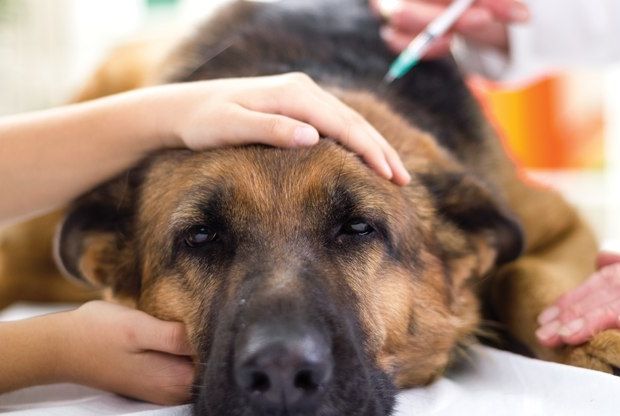 SES reforça importância da vacinação animal e prevenção de zoonoses
