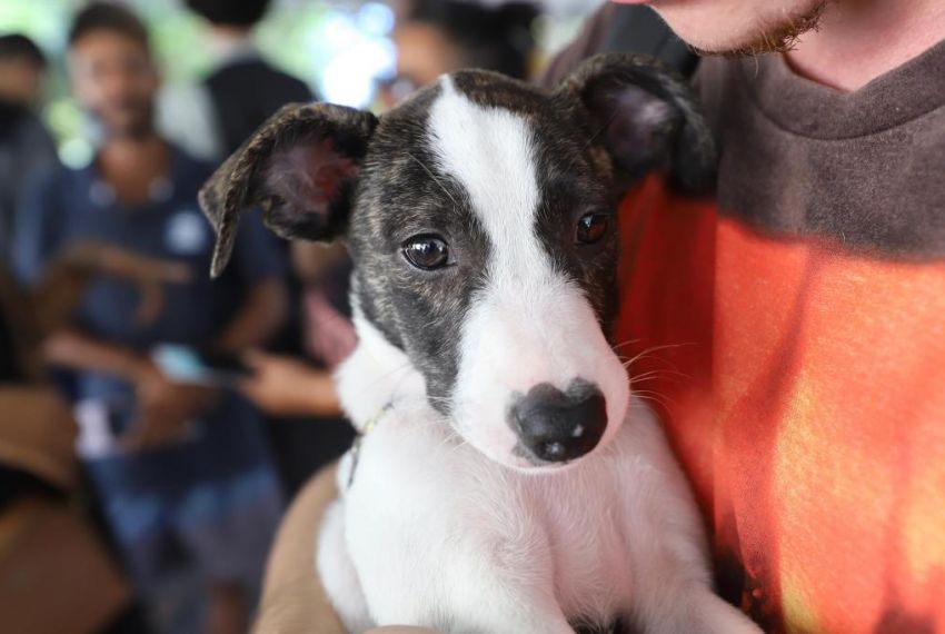 Campanha de adoção animal acontece no Riomar neste fim de semana