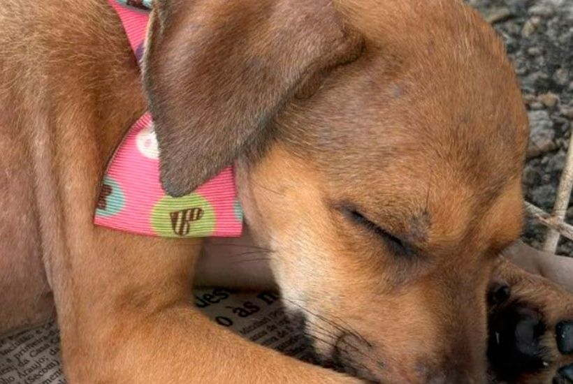 Shopping Jardins promove campanha de adoção animal neste sábado