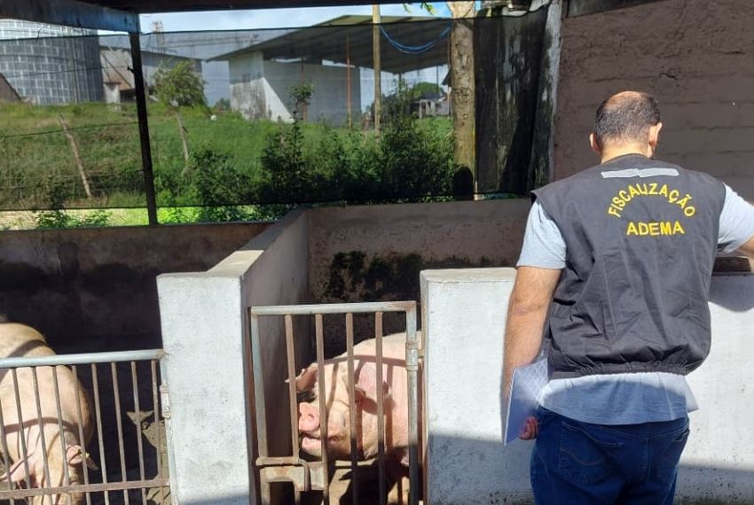 Adema encontra irregularidades em granja de suínos