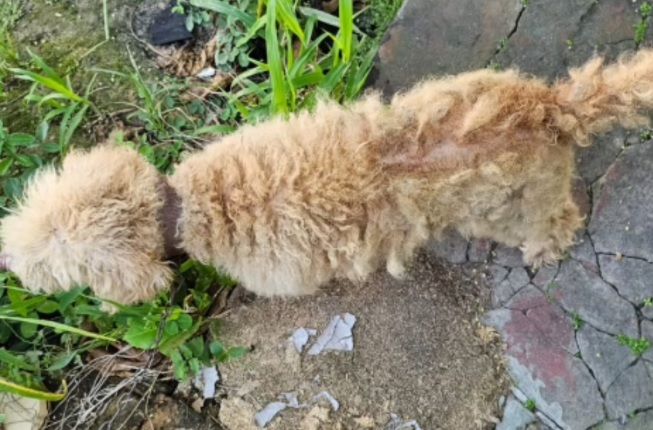 Polícia Civil resgata animal vítima de maus-tratos em Umbaúba