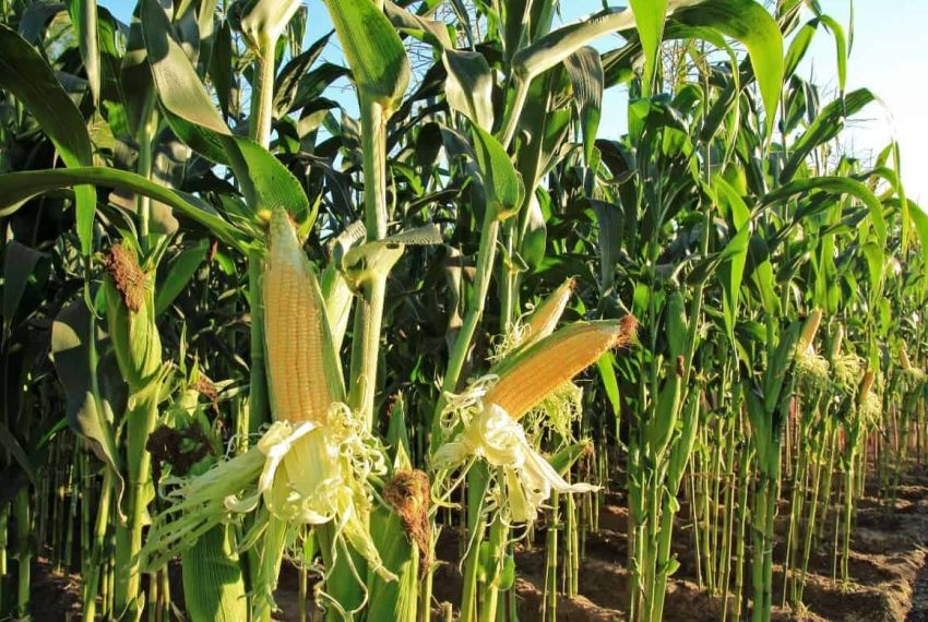 Sergipe tem safra recorde de grãos, mas dívidas ainda preocupam