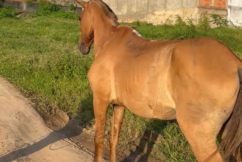 Polícia Civil resgata cavalo em situação de maus-tratos em Lagarto