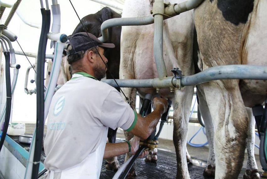 Sergipe figura com três municípios entre os 20 maiores produtores de leite do Brasil