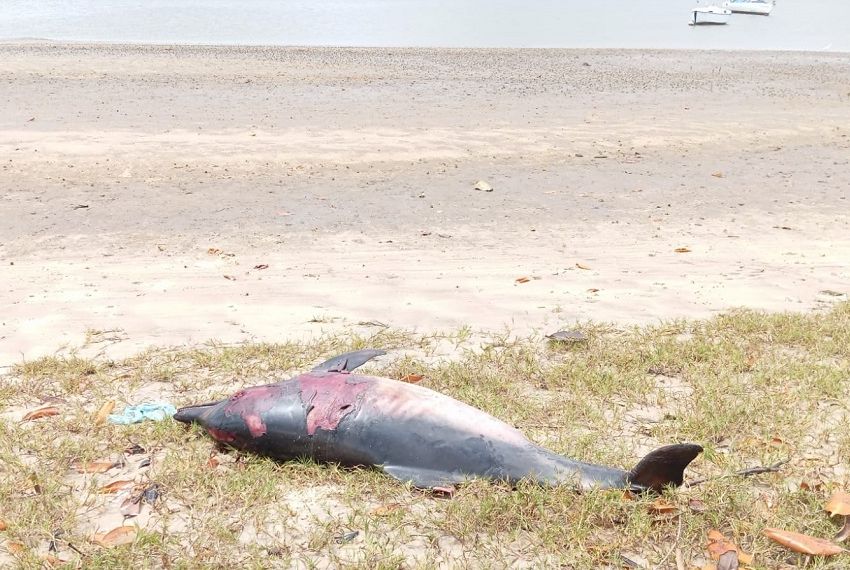 Golfinho é encontrado morto às margens do Rio Vaza Barris