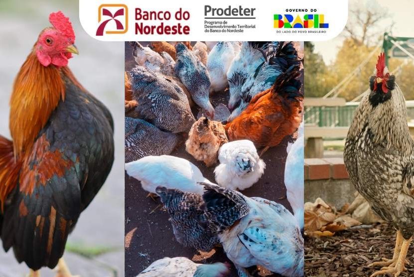 BNB lança plano de trabalho para avicultores do Vale do Cotinguiba
