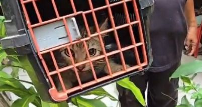Cinco gatos são resgatados pela Depama em Aracaju