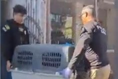 Canil clandestino é fechado em Estância