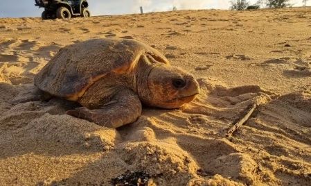 Ação do MPF eleva número de ninhos de tartarugas marinhas
