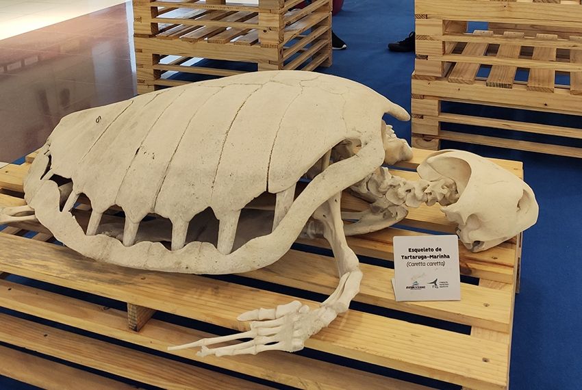 Fundação Mamíferos Aquáticos apresenta miniexposição