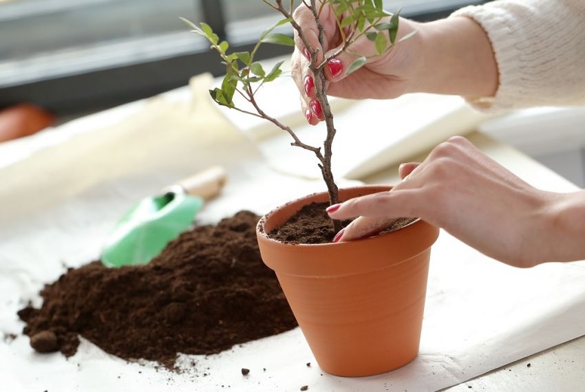 Leve a natureza para dentro da sua casa