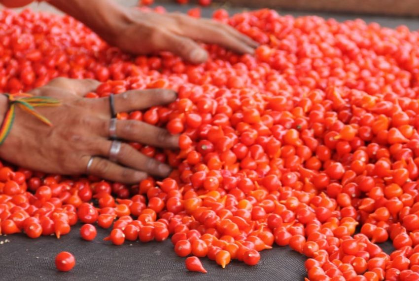 Pimenta Biquinho: produção garantida pela irrigação estadual e incentivo da indústria