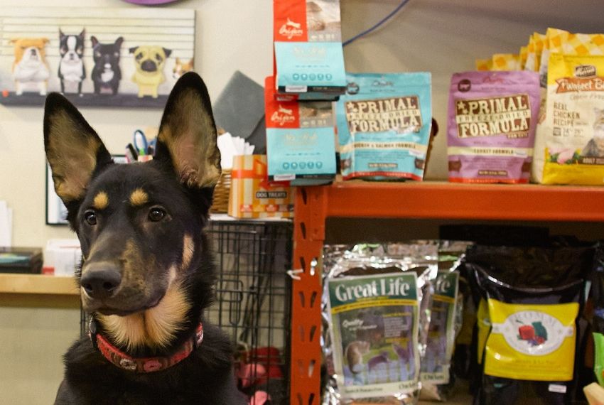 Pesquisa comparativa de preços de itens de pet shops é divulgada